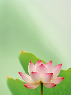 极端特写，草木，荷花与莲蓬，植物晕染，透明宣纸，简约构图，草绿色，玫红色