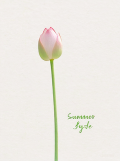 夏至海报，一朵浅粉色荷花花苞，浅绿色线条图，海报上现有“summer”字样，白色背景，纹理，高级艺术，留白构图
