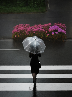 下雨天，花，忧郁，黑色，斑马线，透明雨伞