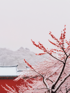 红色背景，冬日雪景，红梅图，中国风，左上角有70%的负空间，极简
