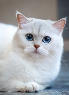 蓝猫，端庄的坐着